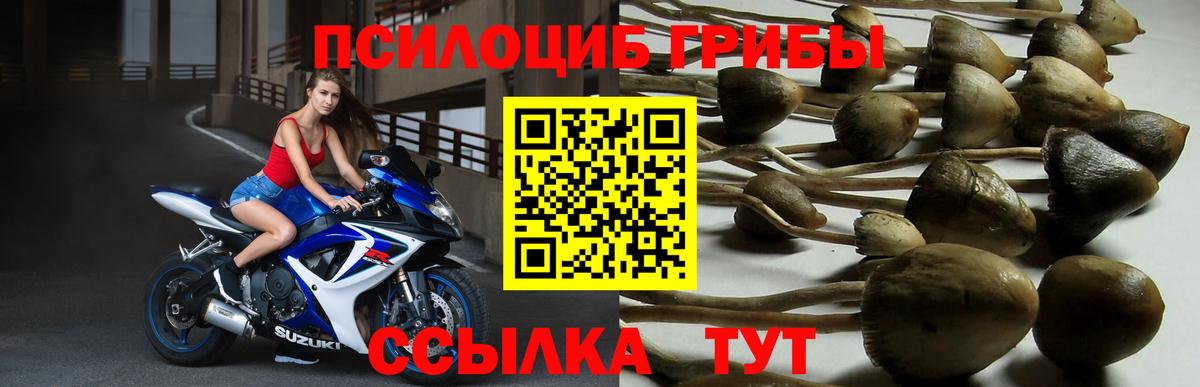 Галлюциногенные грибы MAGIC MUSHROOMS  купить   Махачкала  Вход с VPN 