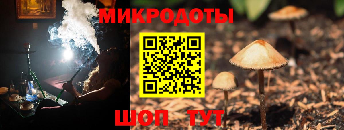 Галлюциногенные грибы Psilocybe Махачкала
